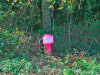 Tennessee Land Auction 5 Acres Tennessee Land