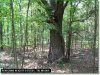 5 Acres of Tennessee Land for Sale
