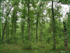 7.3 Acres Missouri Land