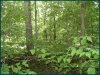 .60 Acres of Missouri Land for Sale