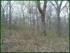Cheap Missouri Land, 2.38 Acres