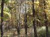 Cheap Missouri Land for Sale, 2.54 Acres