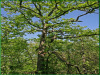 Cheap Missouri Land, 2.62 Acres