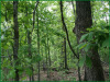 5.18 Acres of Cheap Missouri Land