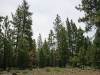 1.0 Acre of California Land for Sale
