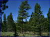 California Land for Sale