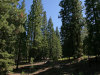 Cheap Monthly Payment of $98 .92 Acres California Land