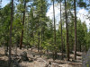 California Land