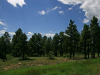 .33 Acres Colorado Land