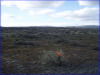 Washington Land for Sale, .96 Acres