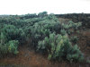 1.13 Acres of Washington Land for Sale