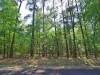 Texas Land, 0.25 Acres