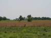 Texas Land for Sale, $1602 per month 21.7 Acres Texas Land