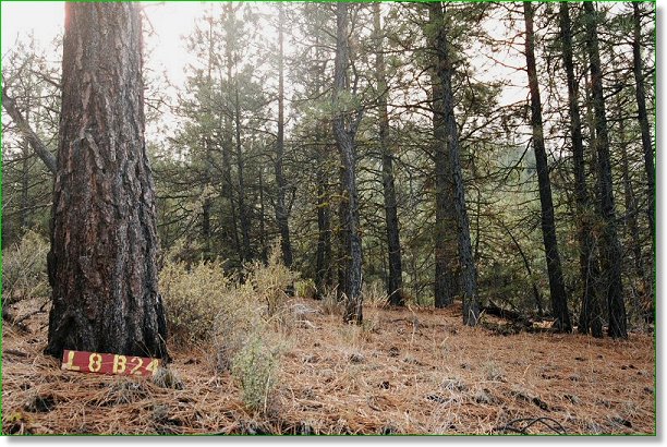 Picture of Land for Sale