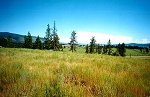 ranch, pasture and rural land for sale