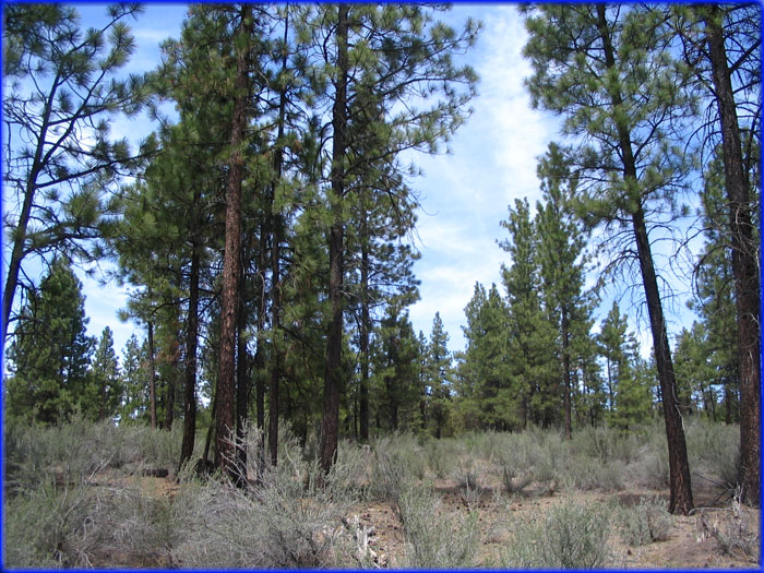 Picture of Land for Sale