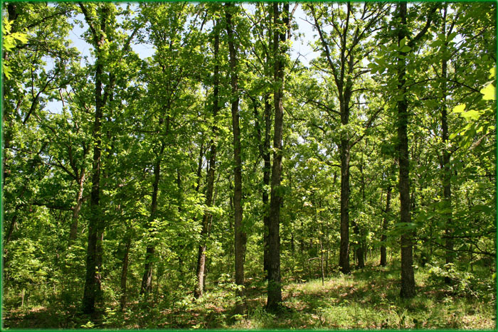Picture of Land for Sale