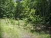North Carolina Land Auction, 1 Acre 1 Acre North Carolina Land