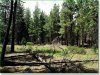 Oregon Land for Sale, $244 per month 2.5 Acres Oregon Land