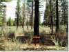 2.3 Acres of Oregon Land for Sale
