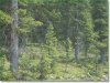 Land for Sale in Colorado, 5.15 Acres 5.15 Acres Colorado Land