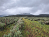 20.00 acres
