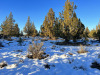 California Land Auction 1.46 Acres California Land