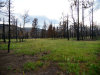 Colorado Land Auction 1.39 Acres Colorado Land
