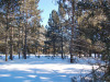 Minnesota Land Auction, 1 Acre 1 Acre Minnesota Land