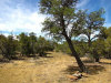 1.4 Acres New Mexico Land