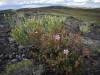 Colorado Land Auction 4.5 Acres Colorado Land