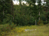 Tennessee Land Auction 5 Acres Tennessee Land