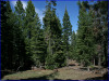 Land for Sale in California .92 Acres California Land