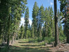.92 Acres of Land for Sale in California .92 Acres California Land