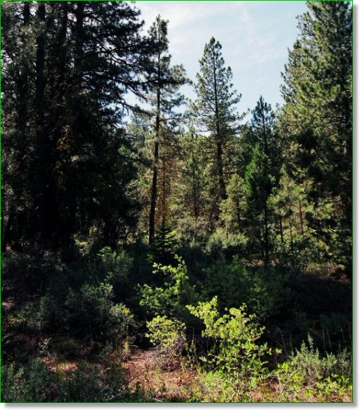Oregon Land for Sale Oregon Land Auction (ended on Tue Mar524 953