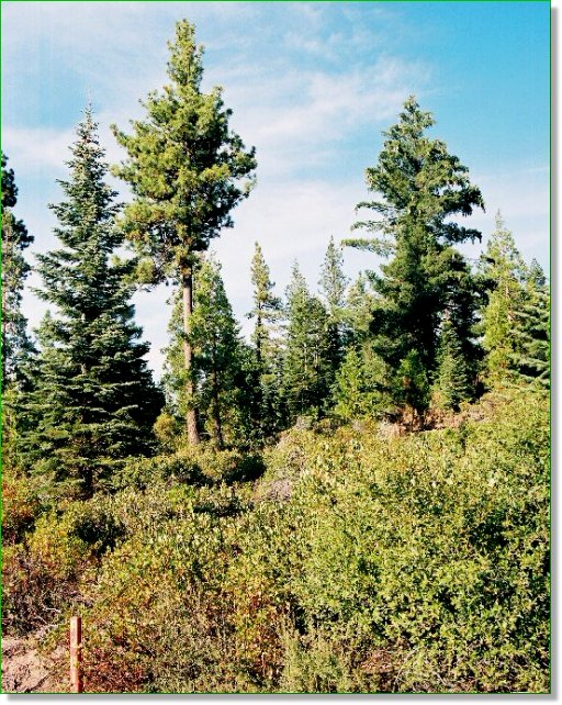 Oregon Land for Sale Oregon Land Auction (ended on Sat Jan420 203